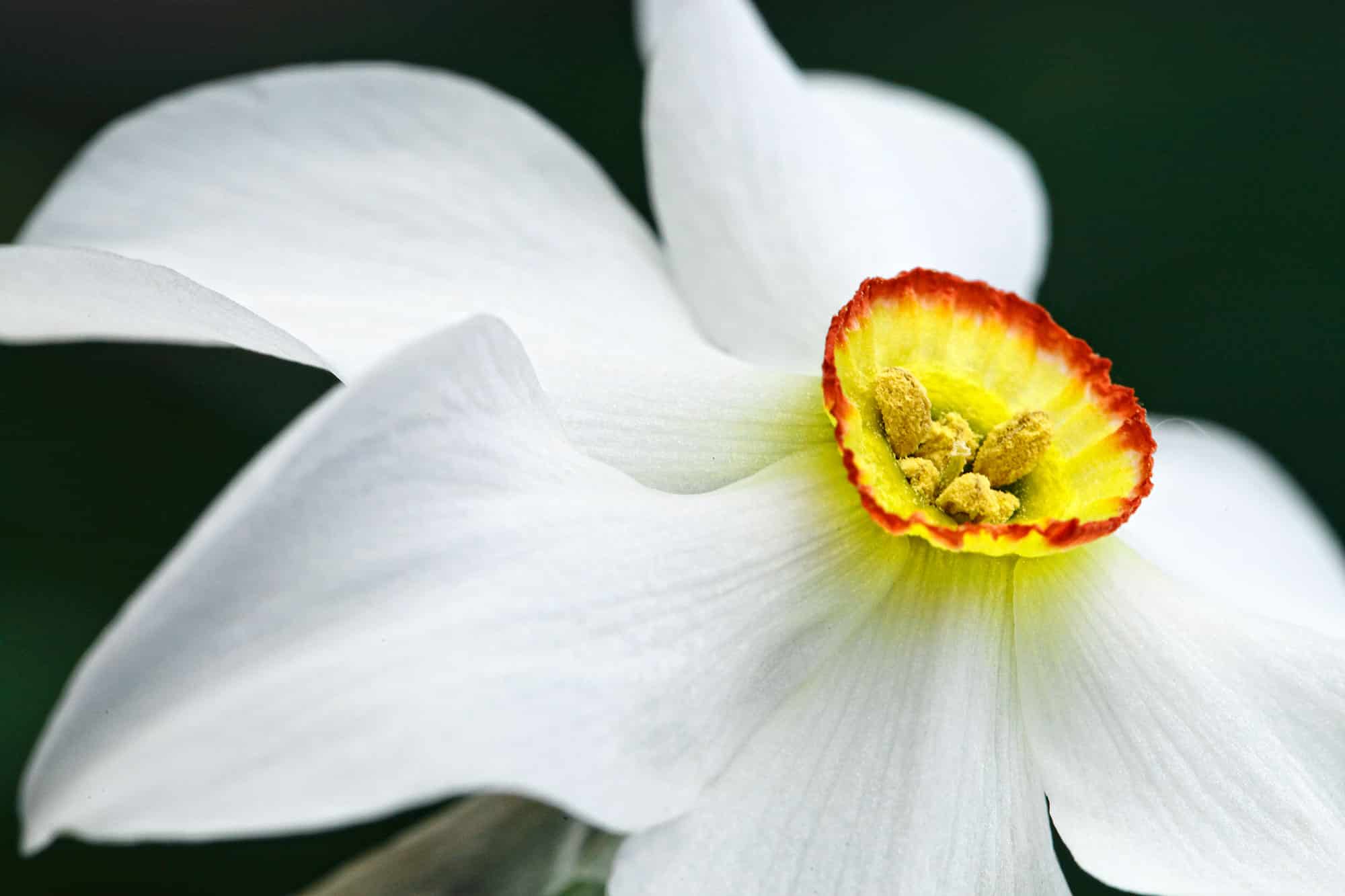 Secrets of the harvest – Narcisse Taiji