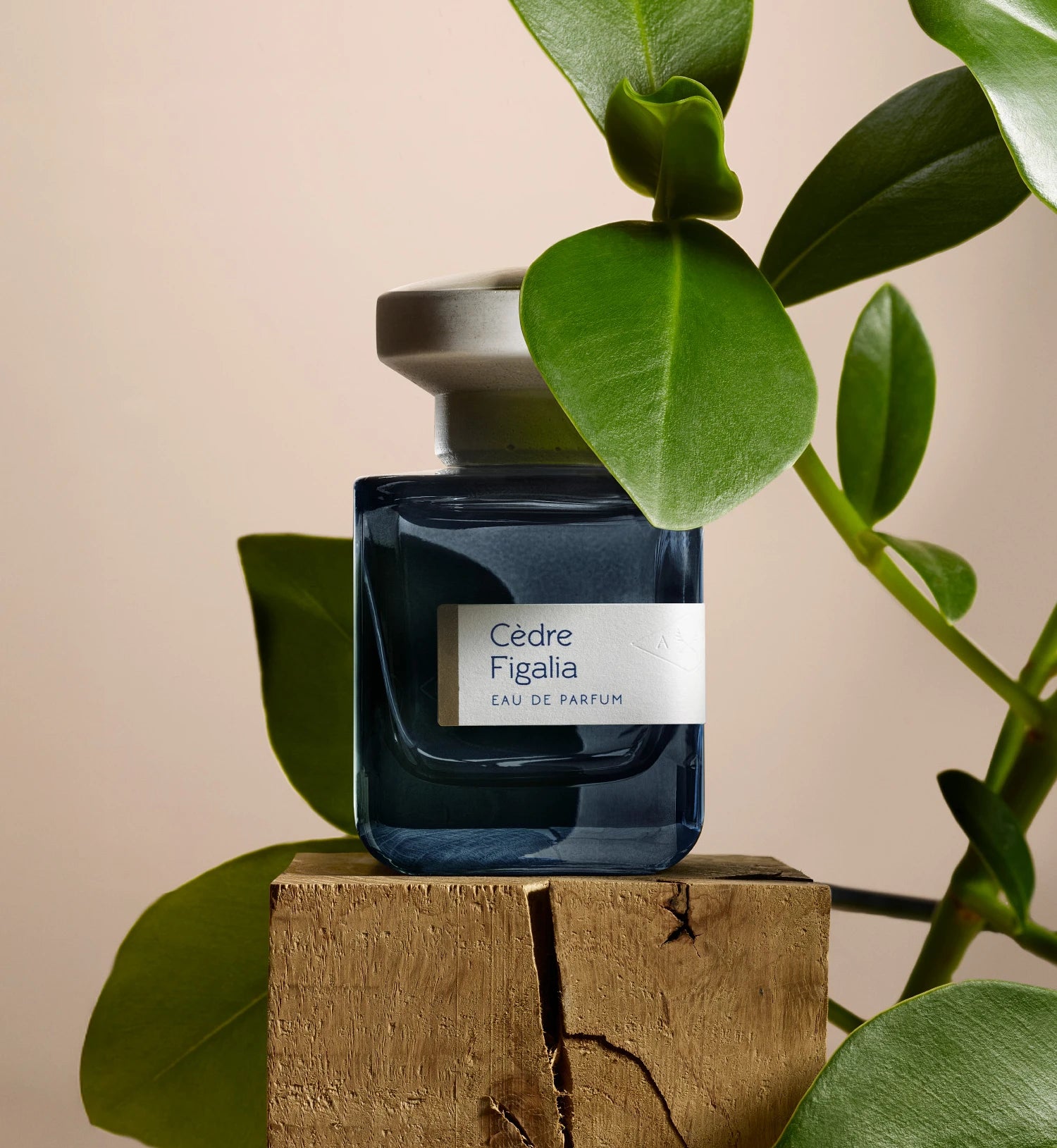 Cedre Figalia - Vegetal, Woody Unisex Perfume | Atelier Materi Cedre Figalia - Vegetal, Woody Unisex Perfume | Atelier Materi